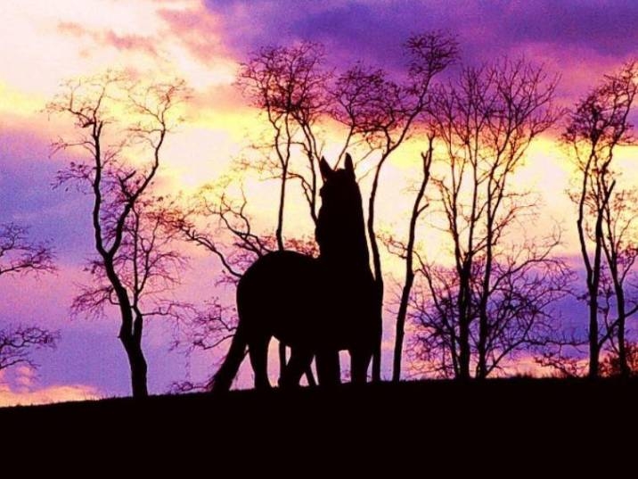 I love horses