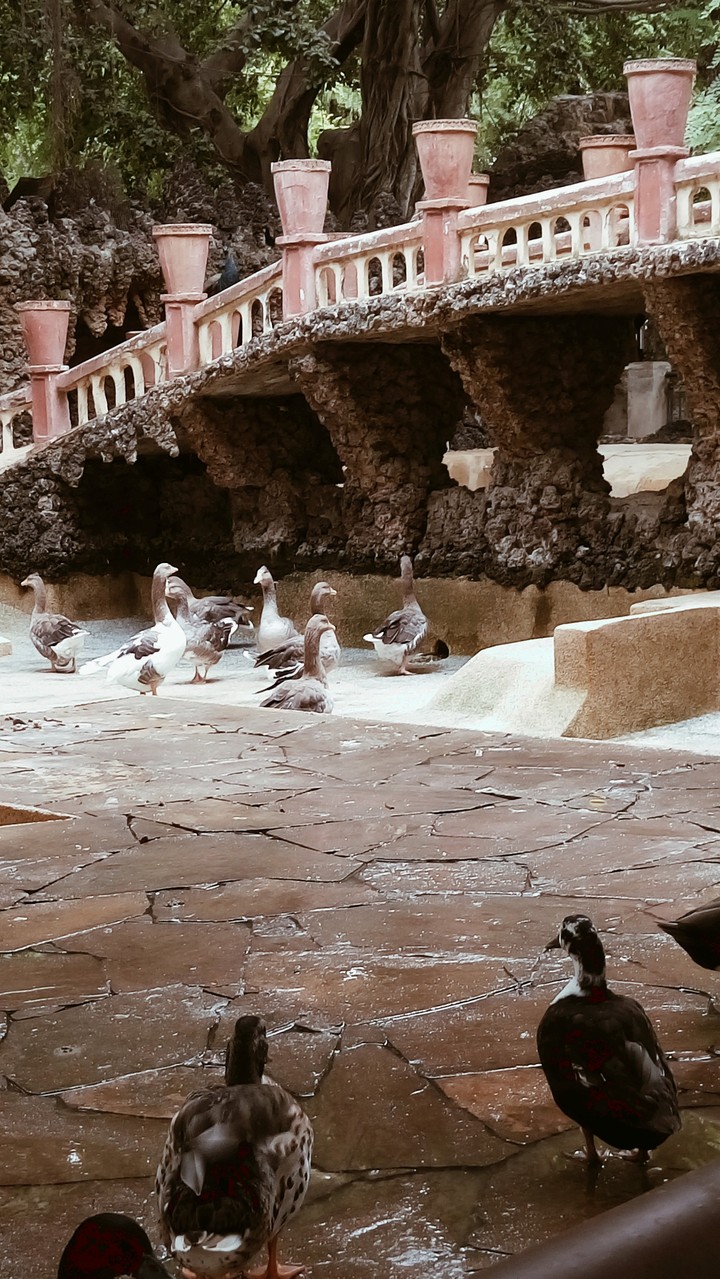 Ducks