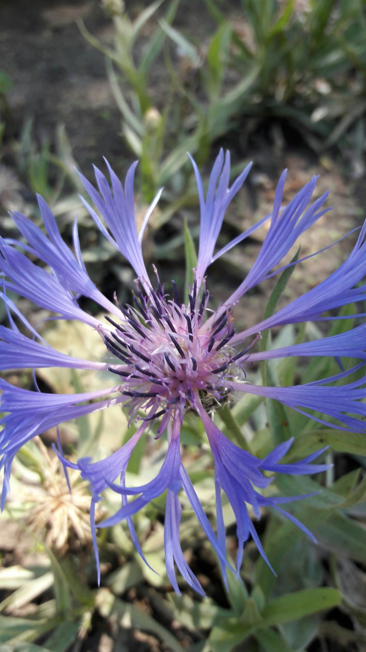Knapweed
