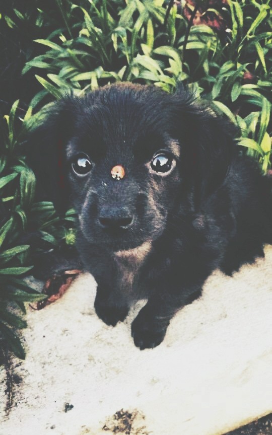 dogggggggg)
