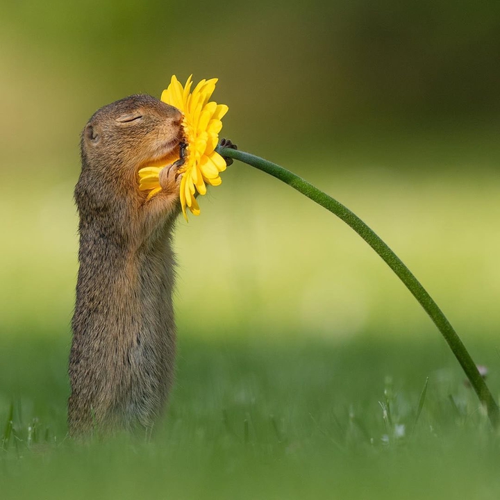 Squirrel and Flower 3