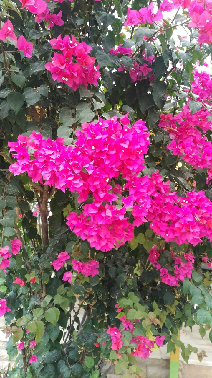 Qeshm