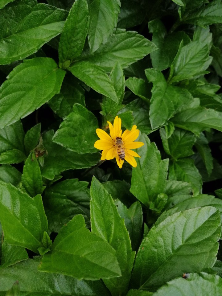 #bee #yellow