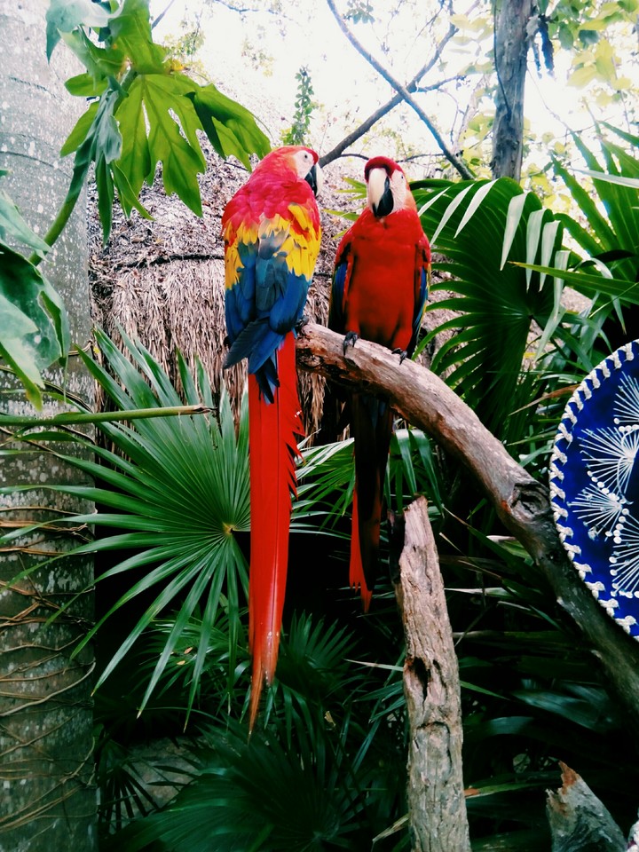 guacamayas 