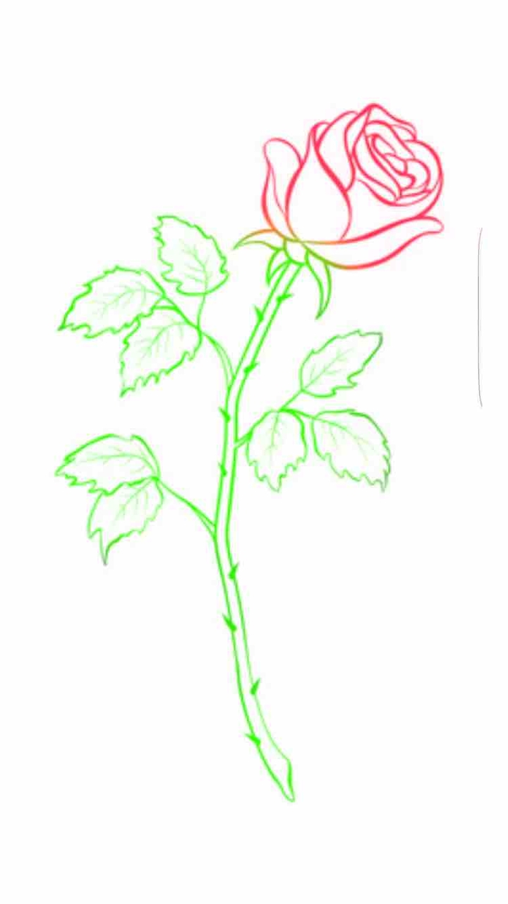 rose