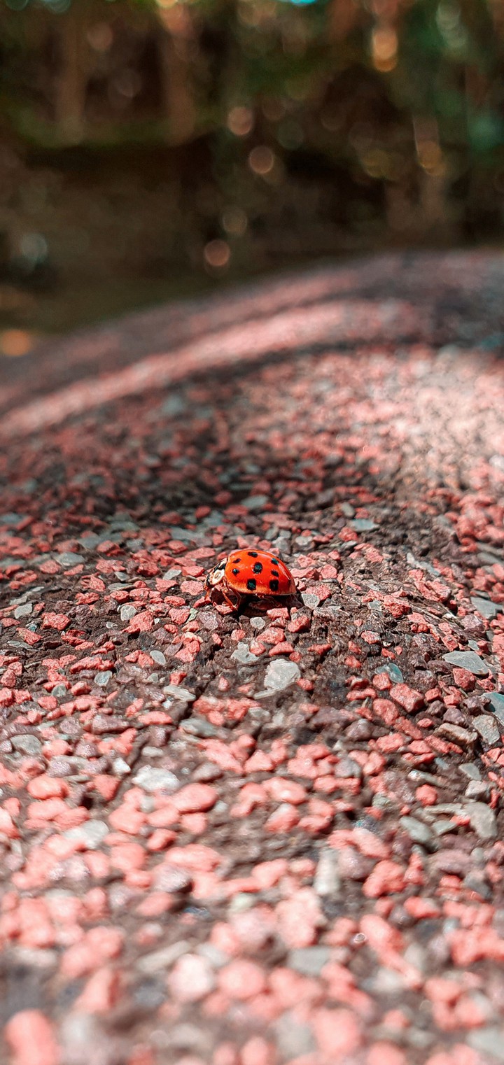 ladybird