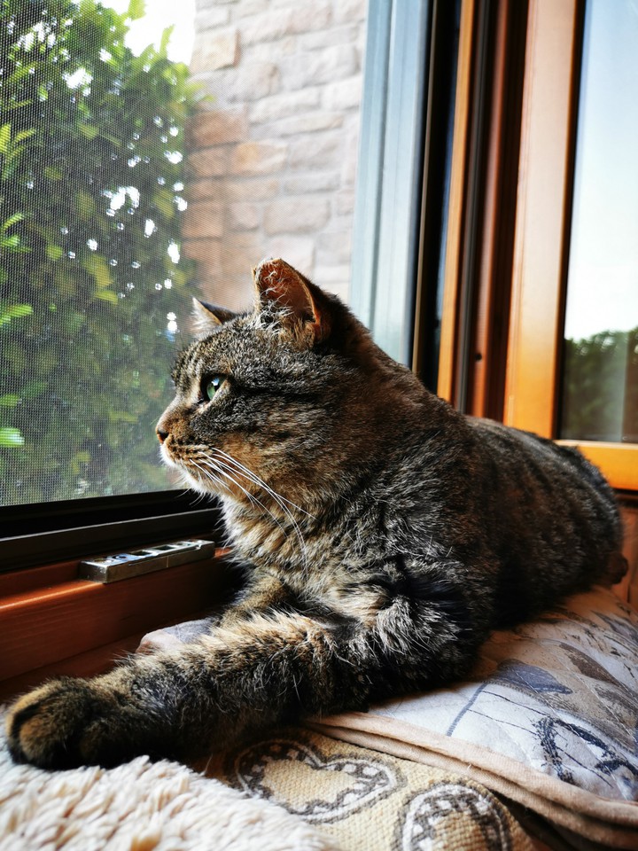 Cats