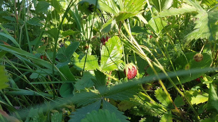Strawberries