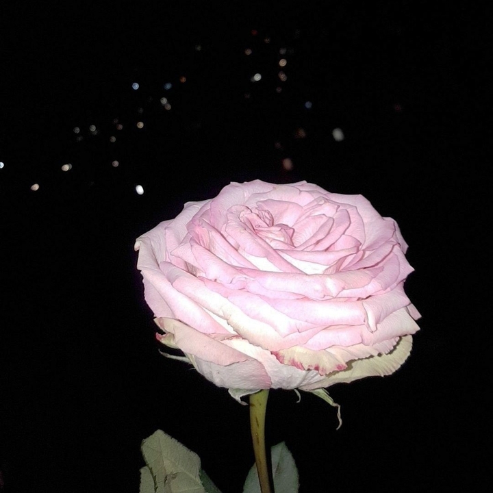 rose
