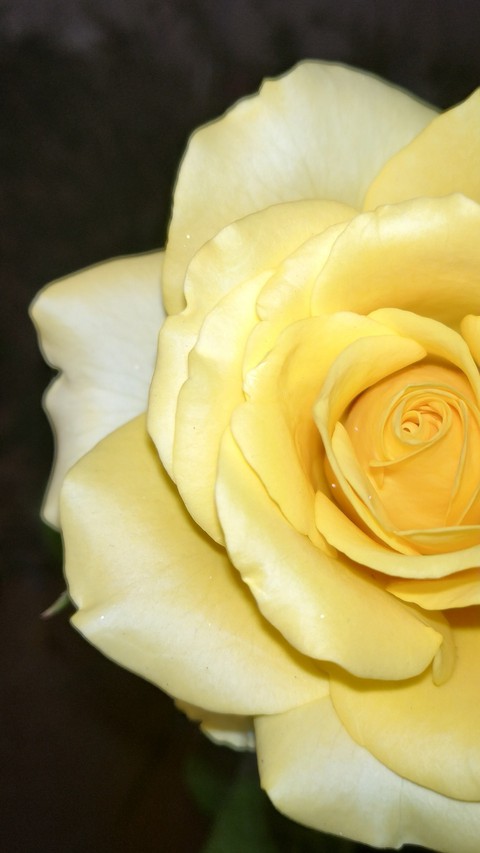 yellow rose