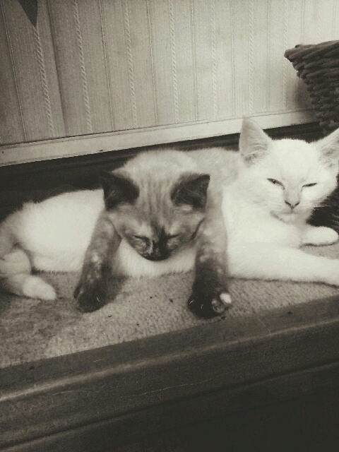 chaton