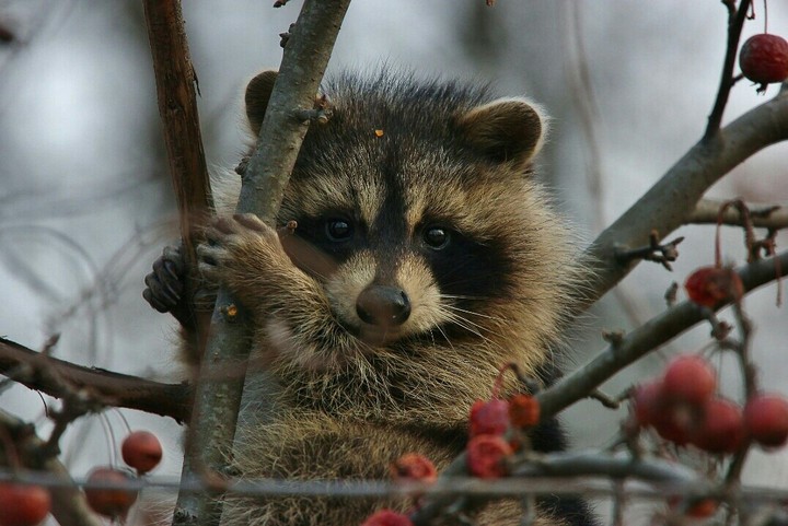 Animal World.