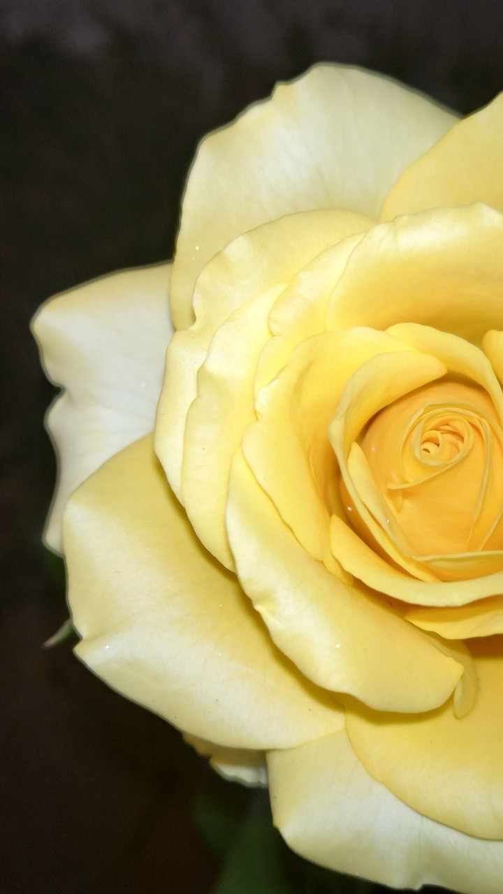 yellow rose