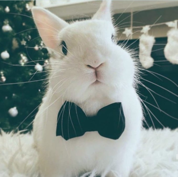 Rabbit