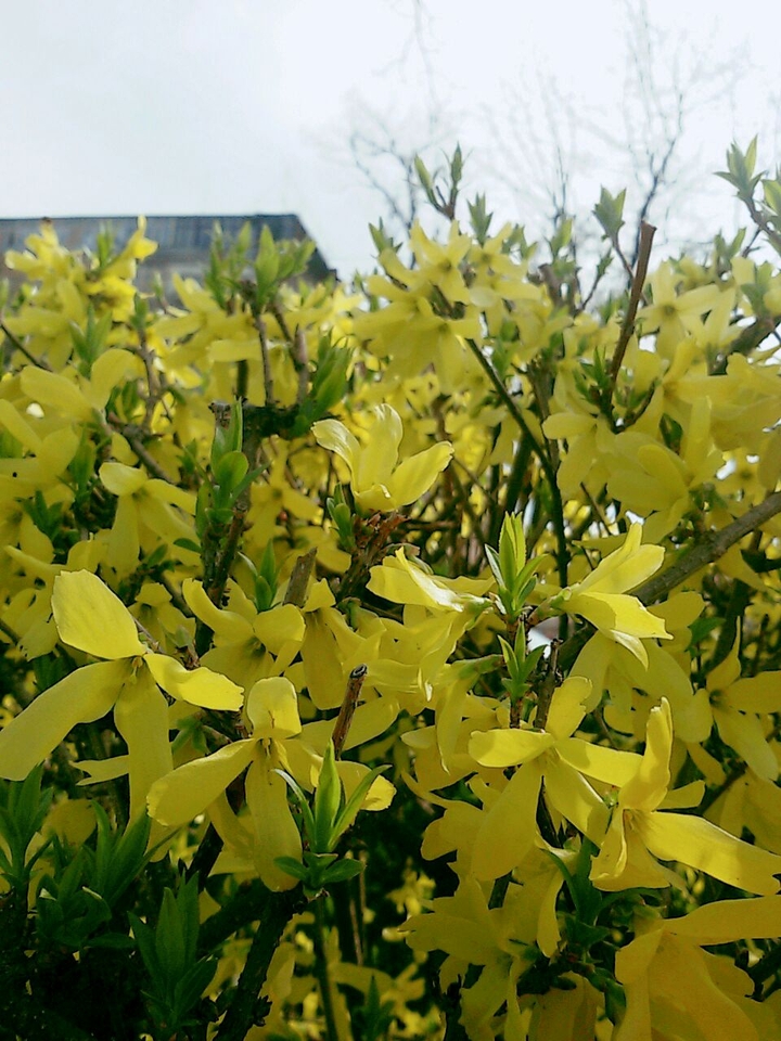 flowers