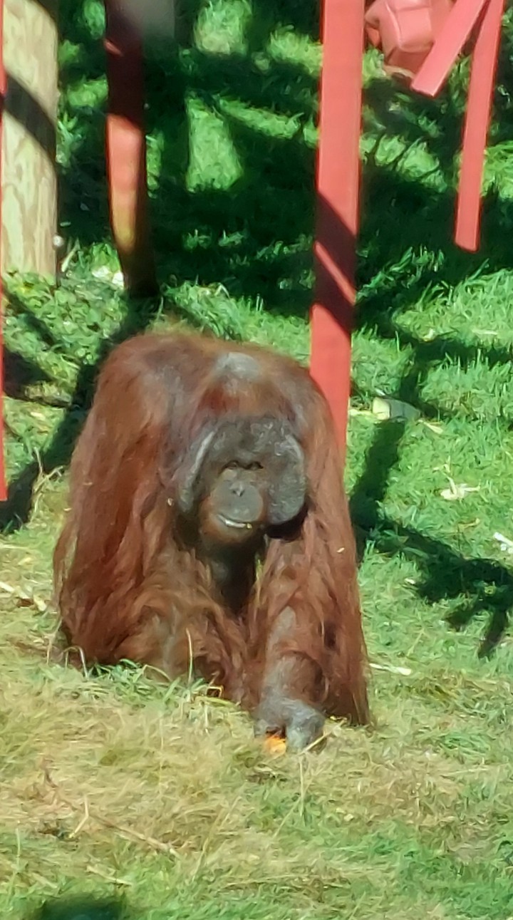 Twain eating