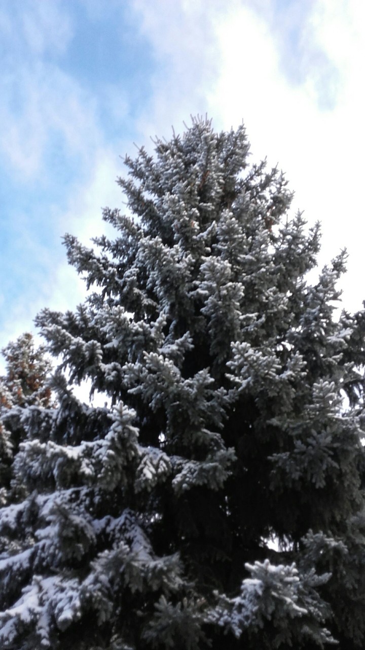 Snow tree
