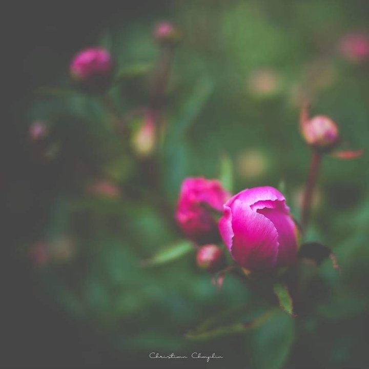 Dreams Garden 1