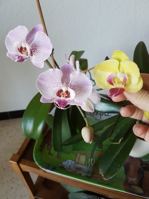 Orchidées