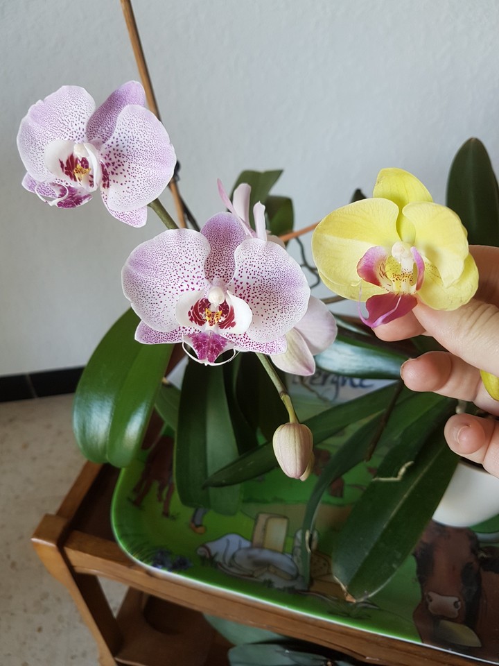 Orchidées