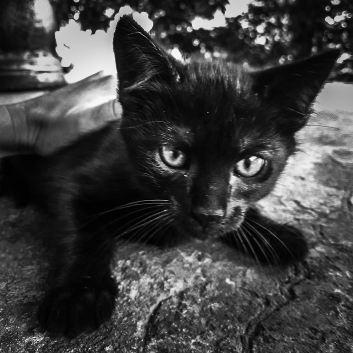 cat