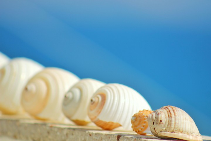 Seashells