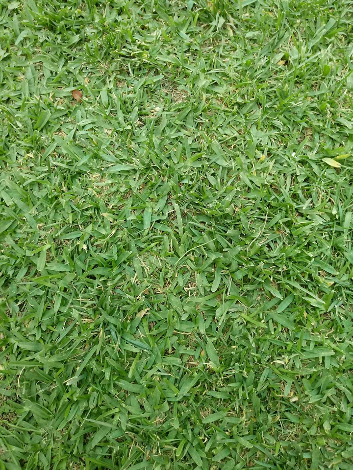 Erba