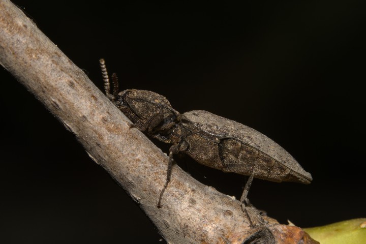 beetle