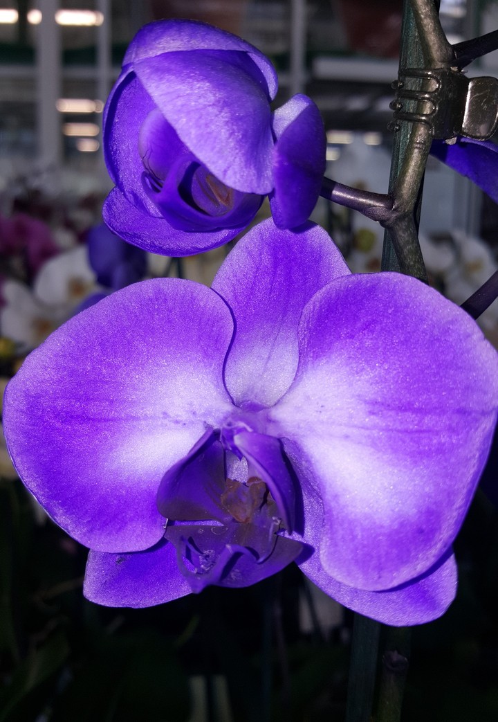 orchids