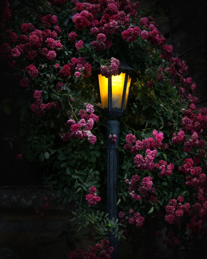 Latern