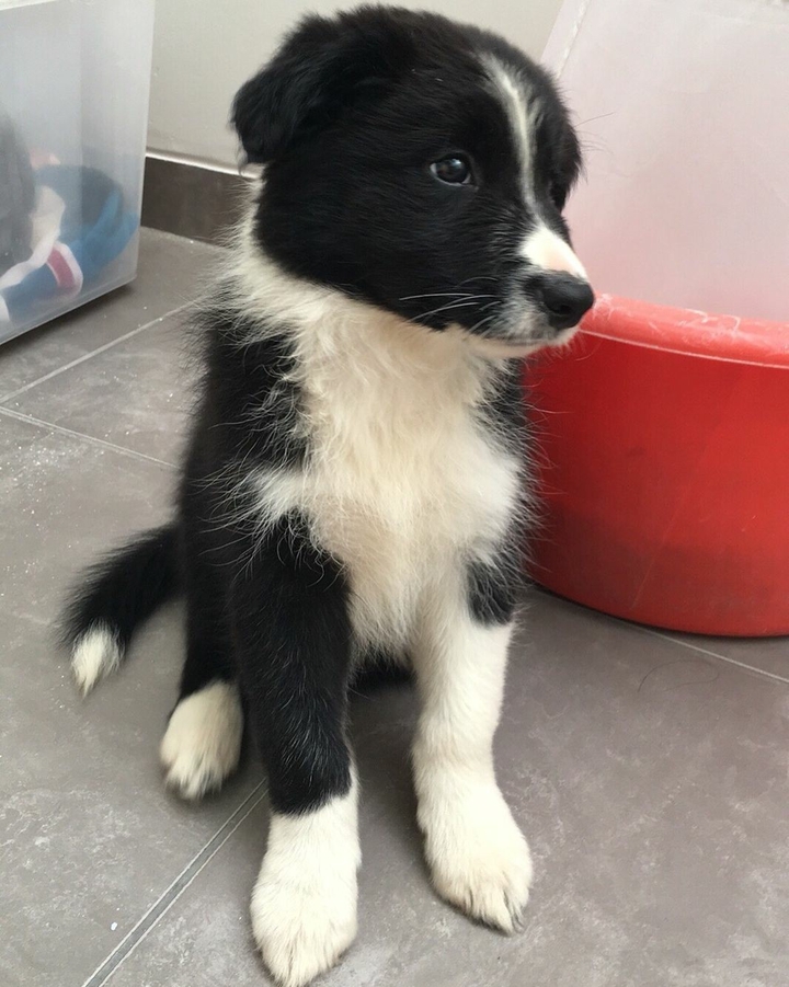 The Border Collie Because There Is No Better Dog