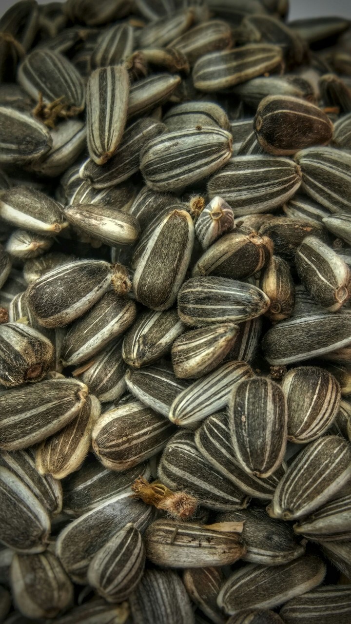 Sunflower Seeds