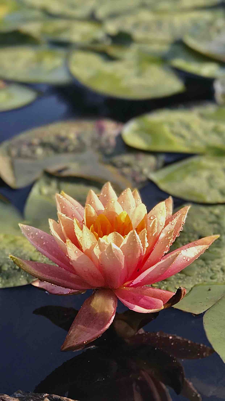 Blooming Lotus