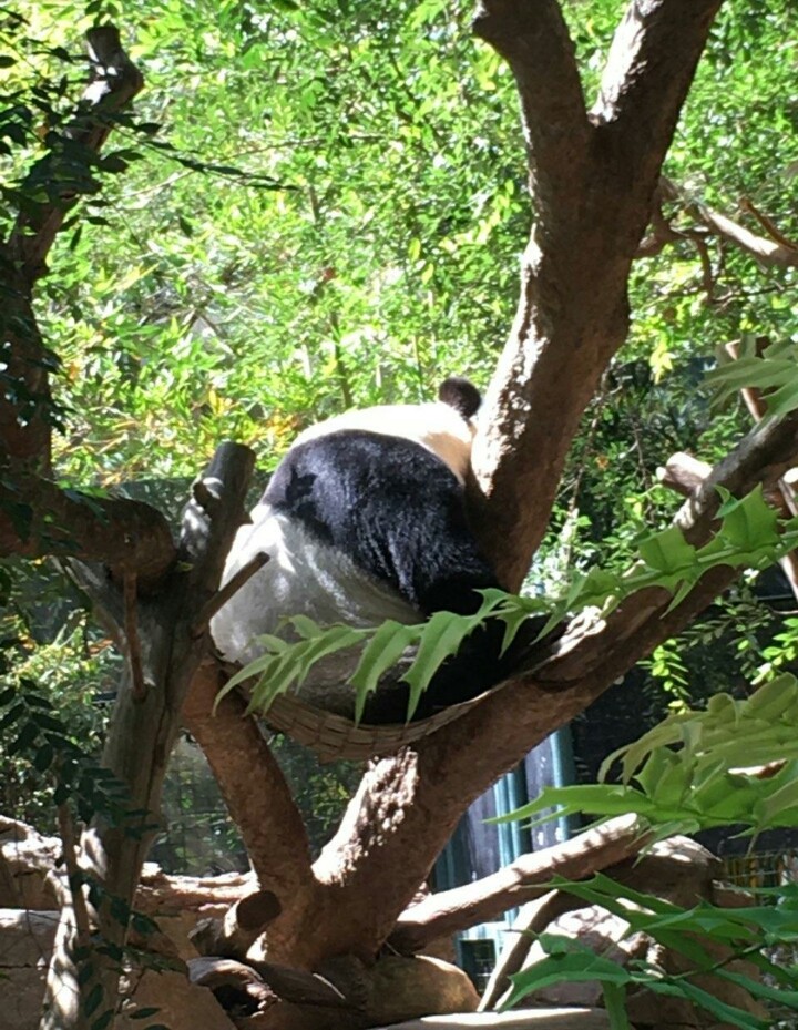 pandas