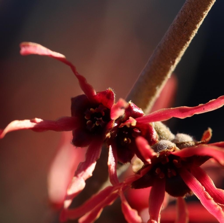 red flowers