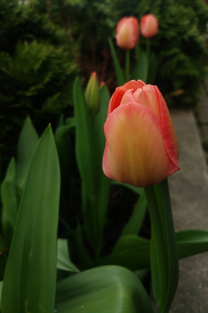 Tulip