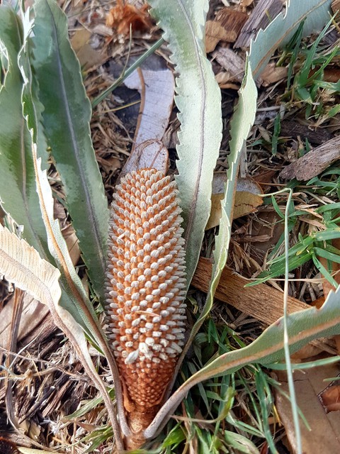 Native Australia