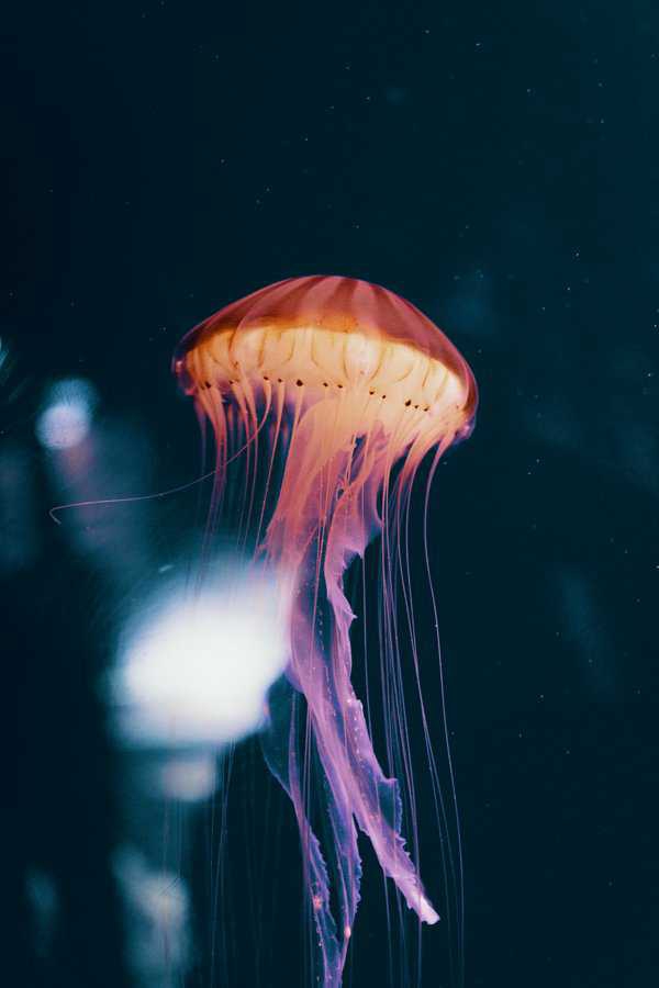 ocean