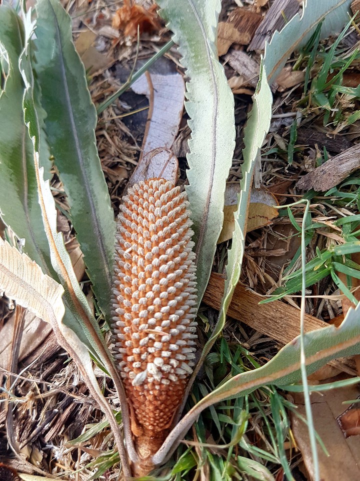 Native Australia