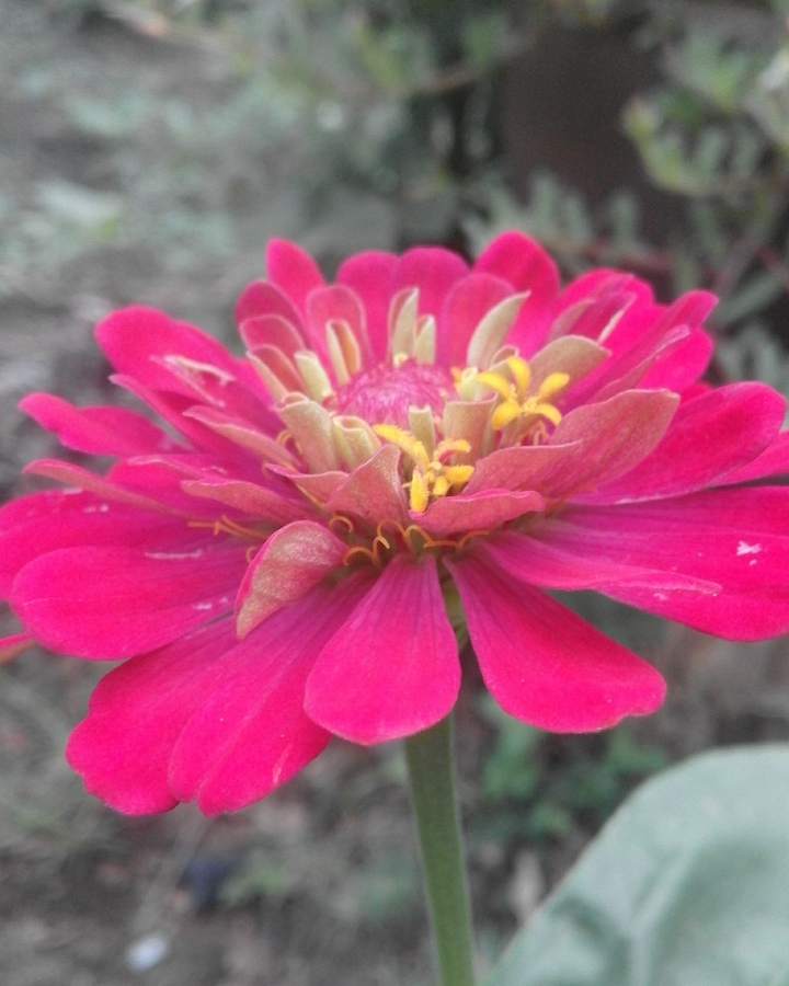 Love zinnia