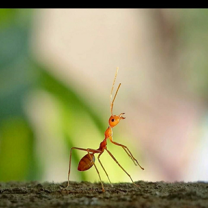 ant