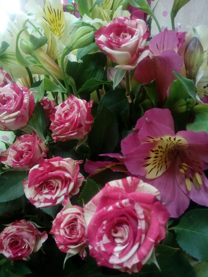 rose