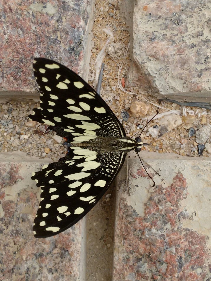 black butterfly