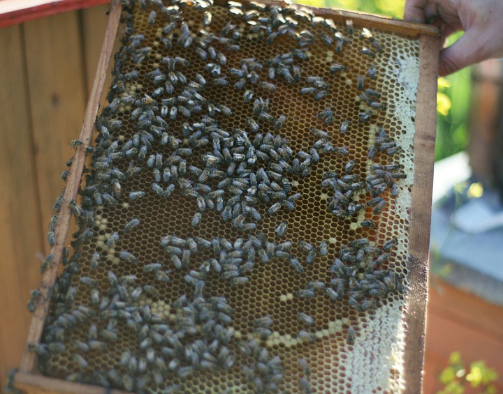 Bees
