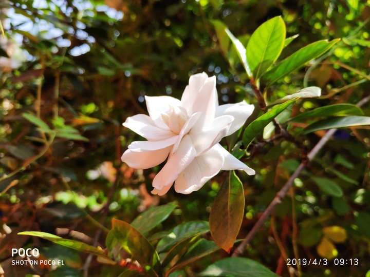 garden flower