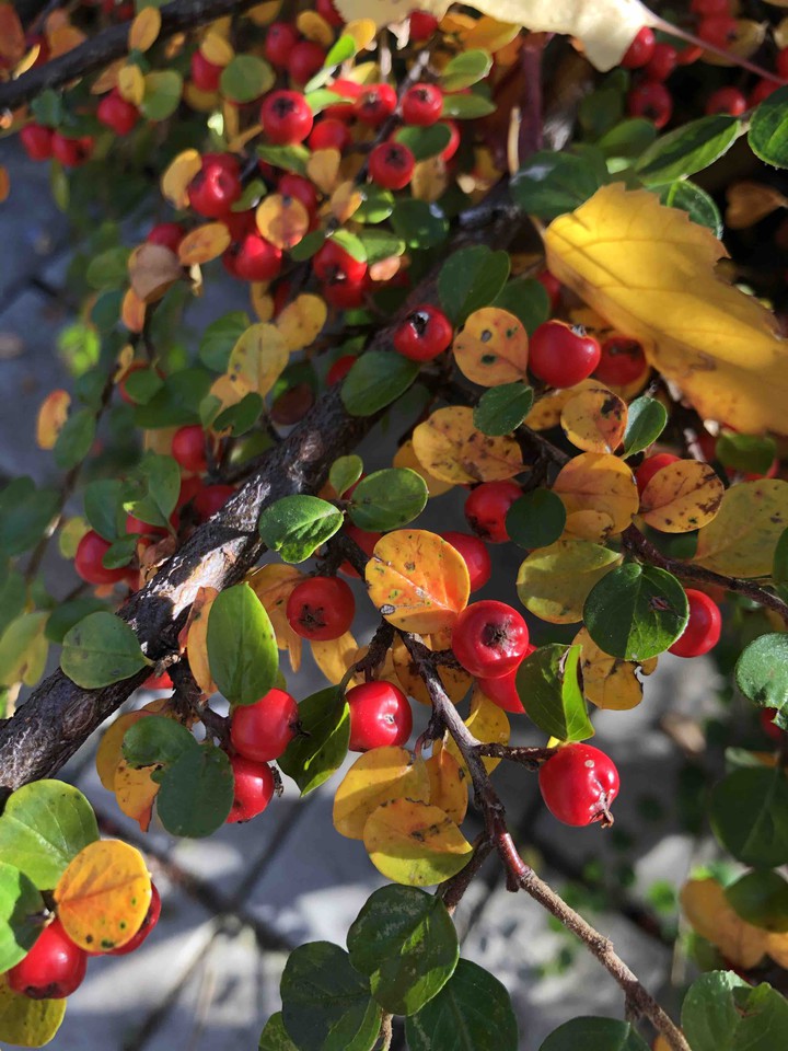 Berries