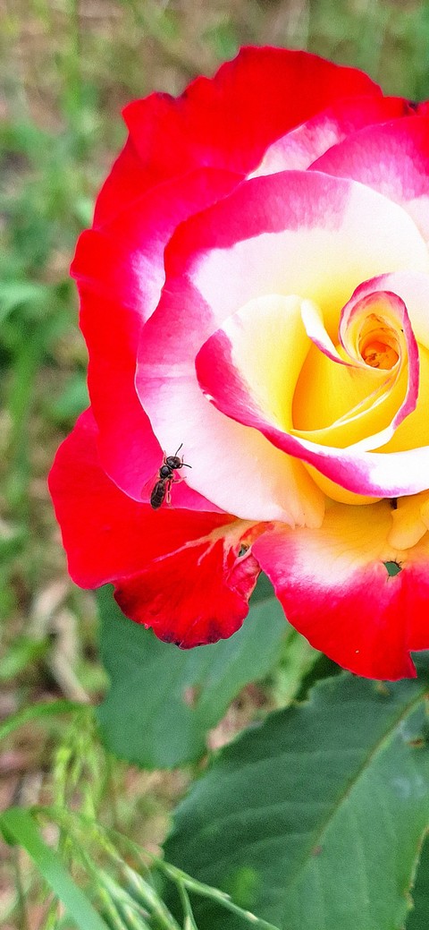 flower, botany वॉलपेपर