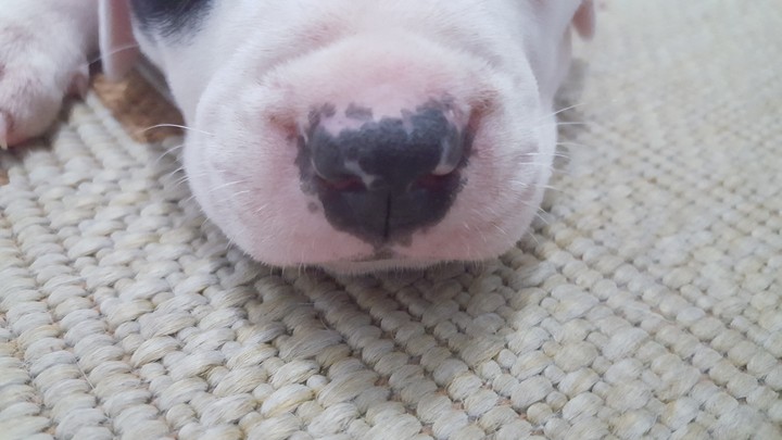 Focinho de um Pitbull bebê