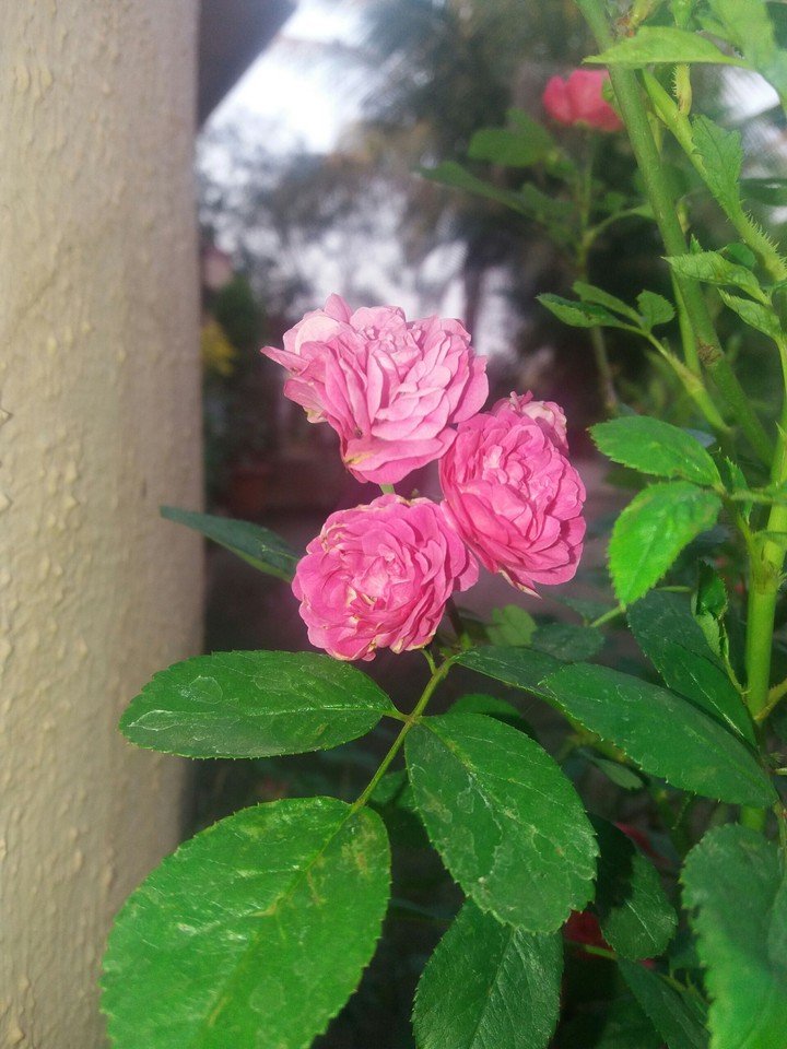 roses