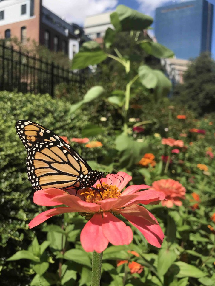 Butterfly on Zinnia